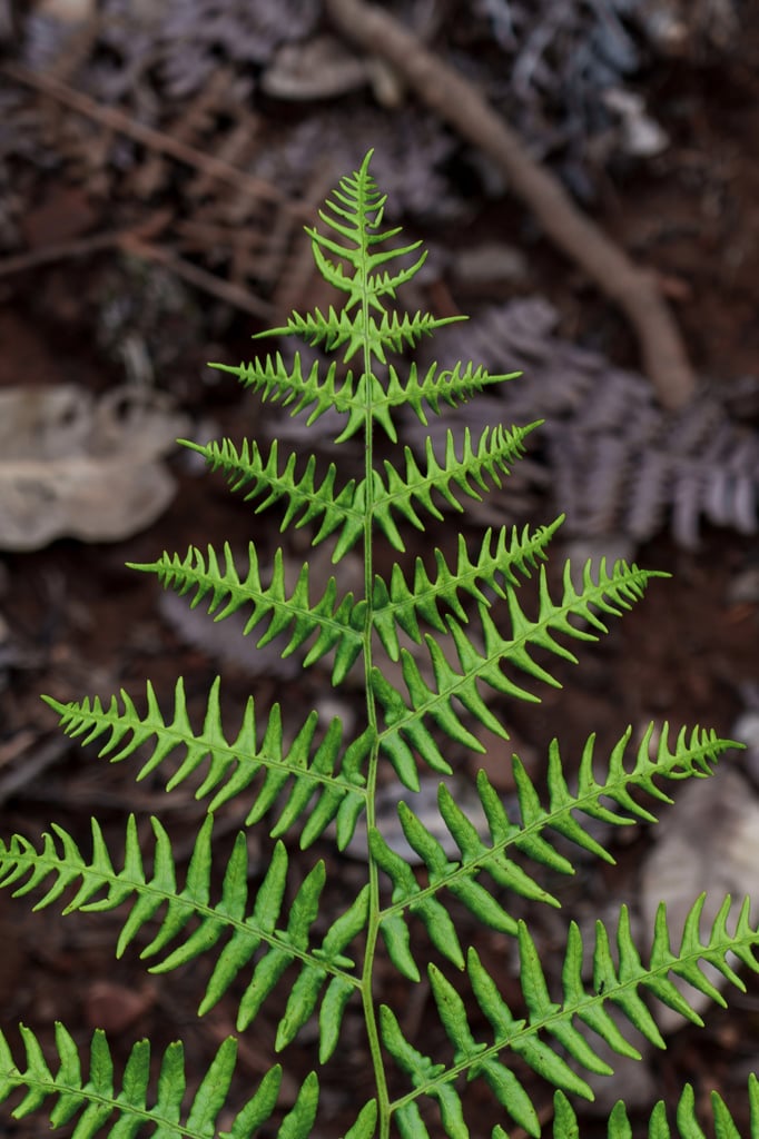 DSC01916