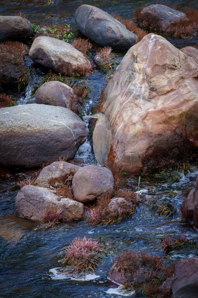 DSC00785