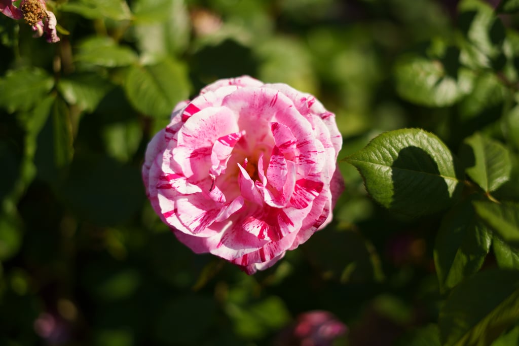DSC07644