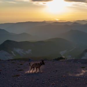 Dog running across mountain ridge at sunset