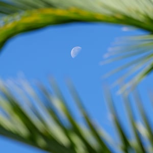 Half moon framed by blurred pine needles in blue sky