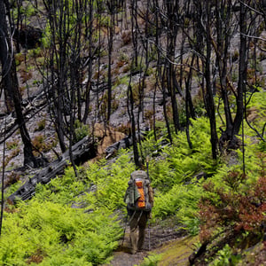 Hiker walking through ferns below burned forest