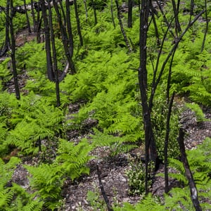 Green ferns growing among burned trees after forest fire