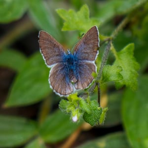 Small blue butterfly perched on a hairy green plant