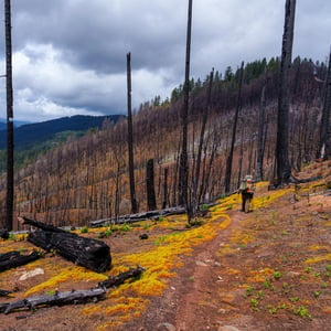 Hiker on trail through burned forest above river valley