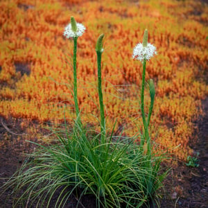 White flowering stalks rising from grass on volcanic soil