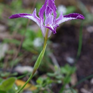 Purple and white iris with ruffled petals on slender stem