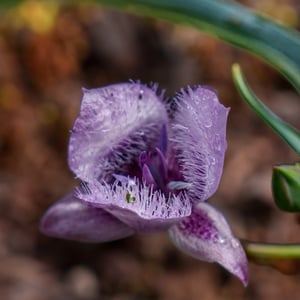 Dew covered lavender mariposa lily with fringed petals
