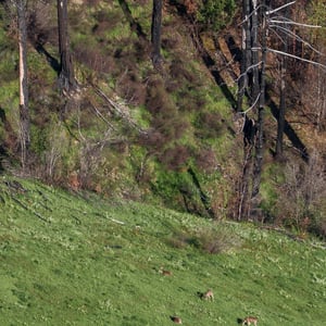 Deer grazing on green hillside after wildfire