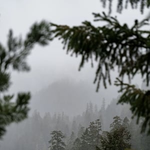 Foggy conifer forest framed by pine branches