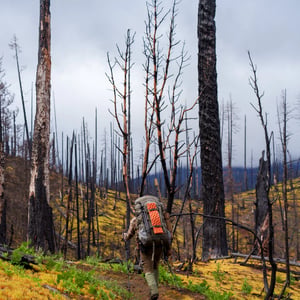 Hiker on trail through burned forest with yellow moss
