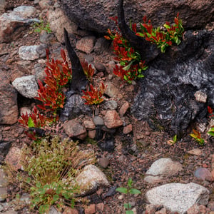 Red regrowth sprouting from burned branches among rocks