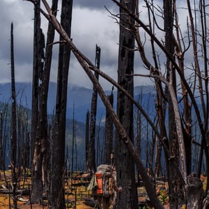 Hiker on trail through burned forest with charred trees