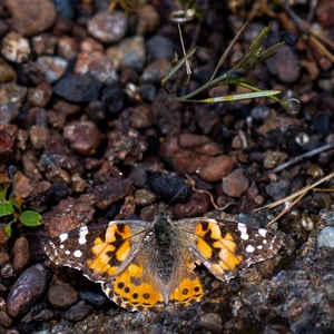 Painted lady butterfly with wings open on gravel