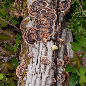 Turkey tail mushrooms growing on a weathered log