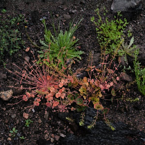 Pioneer plants growing from dark volcanic gravel and rock