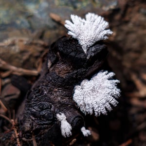 White fungus growing on charred wood on forest floor