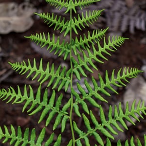 Bright green fern frond against a blurred forest floor