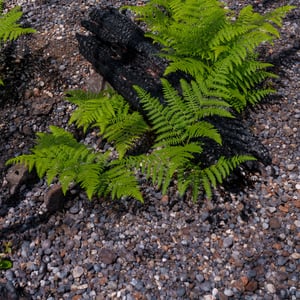 Green ferns growing near charred log after fire