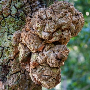 Gnarled burl growing on a mossy tree trunk