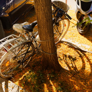 Bicycle chained to tree on street covered in orange petals
