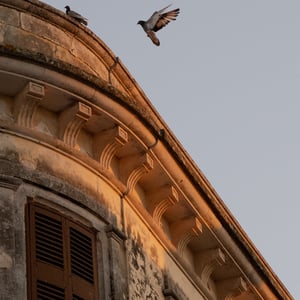 Pigeons flying past weathered building cornice at dusk