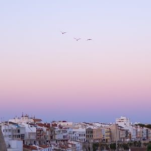 Seagulls flying over a harbor town at pastel dusk