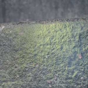 Close-up of algae-covered concrete ledge with pink specks