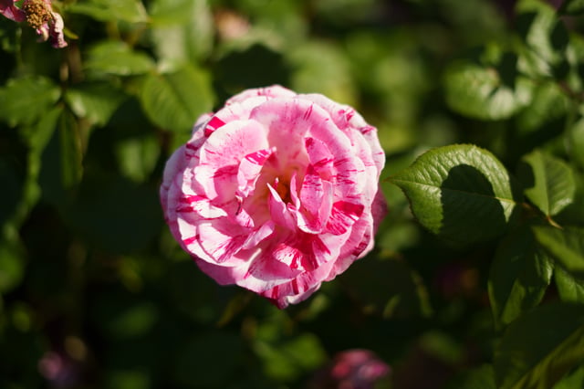 DSC07644